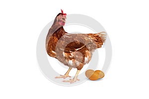 Brown hen with eggs isolated on white background, Chicken isolated on white