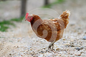 Brown hen on gravel alley