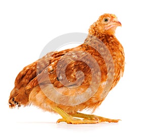 Brown hen isolated