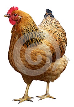 Brown hen isolated on a white background.