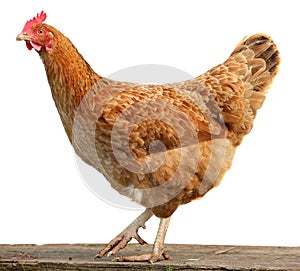 Brown hen isolated on white background.