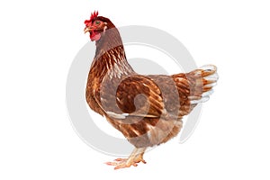 Brown hen isolated on white background, Chicken isolated on white