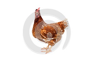 Brown hen isolated on white background, Chicken isolated on white