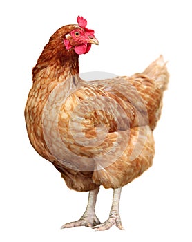 Brown hen isolated on a white background.