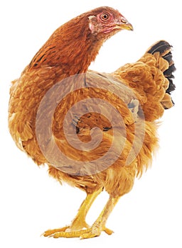 Brown hen