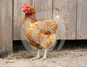 Brown hen looking for food in the farm yard. Chickens. Free Range Cock and Hens