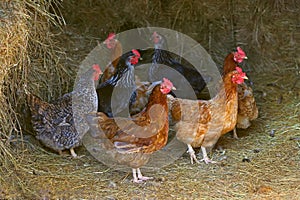 Brown hen looking for food in the farm yard. Chickens. Free Range Cock and Hens