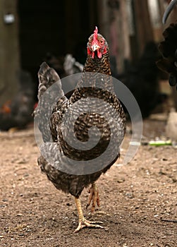 Brown hen looking for food in farm yard. Chickens. Free Range Cock and Hens