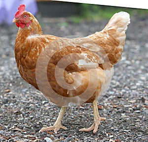 Brown hen looking for food in the farm yard. Chickens. Free Range and Hens