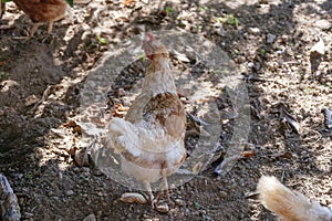 Brown hen looking for food on the ground