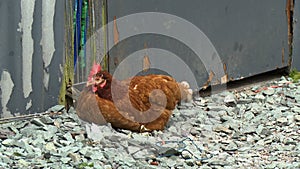 A brown hen nesting on gravel