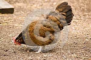 Brown Hen Pecking