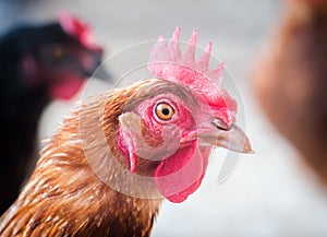 Brown hen portrait