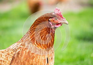 Brown hen portrait