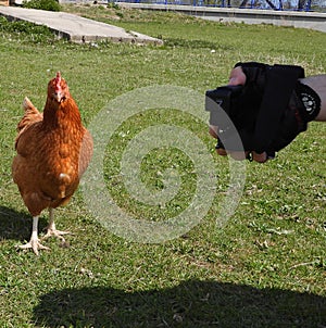 Brown hen posing for a video in front of a Gopro camera