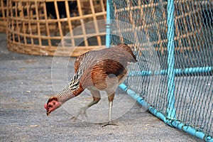Brown hen standing on the floor and rummage for food beside chicken coop. photo