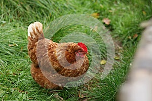 Hnedý sliepky slobodne v tráve. voľný pozerám sa hľadá jedlo. načervenalý hnedý a farba z perie. 