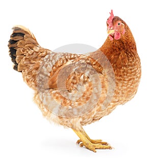 Brown hen