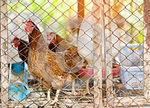 Brown hens is in the cage. closeup of photo