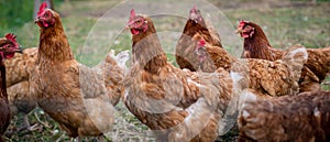 Brown hens closeup