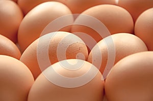 Brown hens Eggs close up