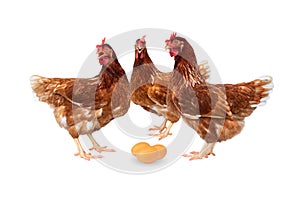 Brown hens with eggs isolated on white background, Chickens isolated on white