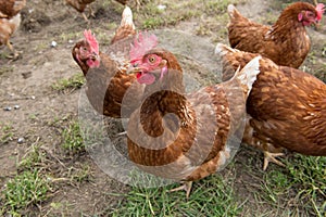 Brown hens in farmyard