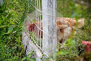 Brown hens inside the chicken coop with fresh morning light - hen on a traditional farm - sunrise in the chicken coop