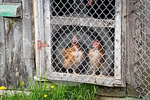 Brown hens observing in chicken coop