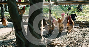 Brown hens walk into a chicken coop on a farm. Large livestock out of town. Eco factory for the production of poultry