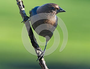 Brown Hesed Cowbird