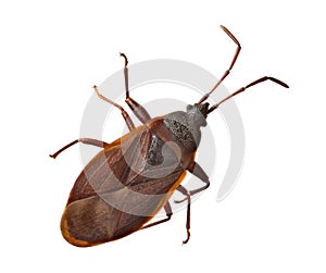 Brown heteroptera isolated on white