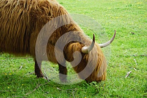 Brown highland cow grazing in the field