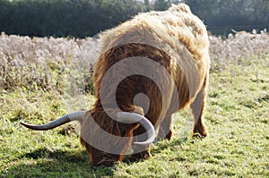 Brown highland Cow grazing in field