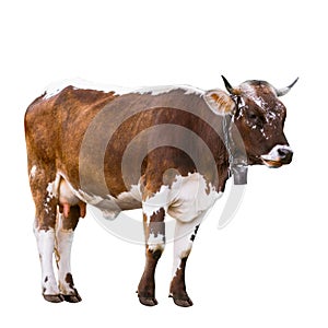 Brown holstein cow