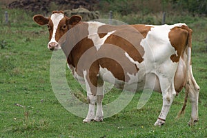Brown holstein cow in farmers field