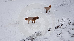 Brown homeless brown dogs in the snow