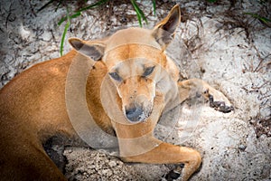 Brown homeless Thai dog on the beach