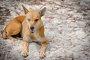 Brown homeless Thai dog on the beach