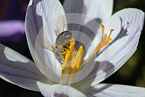 Brown honey bee, Apis mellifera, collecting pollen from a purple crocus flower in springtime, view from behind