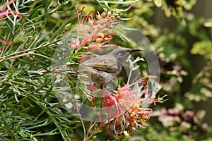 Brown honeyeater bird