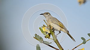 Brown Honeyeater with blue sky and copy space