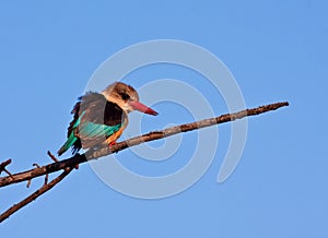 Brown-hoode kingfisher sitting on a perch