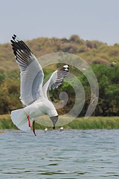 A brown-hooded gull is preparing for a dive in a lake for food with its wings wide open. This is a migratory bird mostly found in