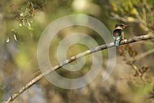 Brown-hooded kingfisher