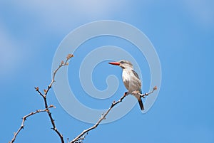 Brown-hooded Kingfisher