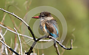 Brown Hooded Kingfisher