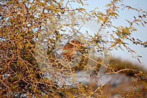 A Brown Hooded Kingfisher bird sitting in a tree