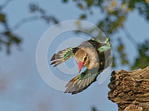 Brown hooded Kingfisher diving for prey