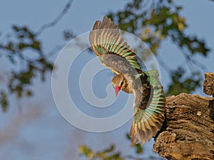 Brown hooded Kingfisher diving for prey